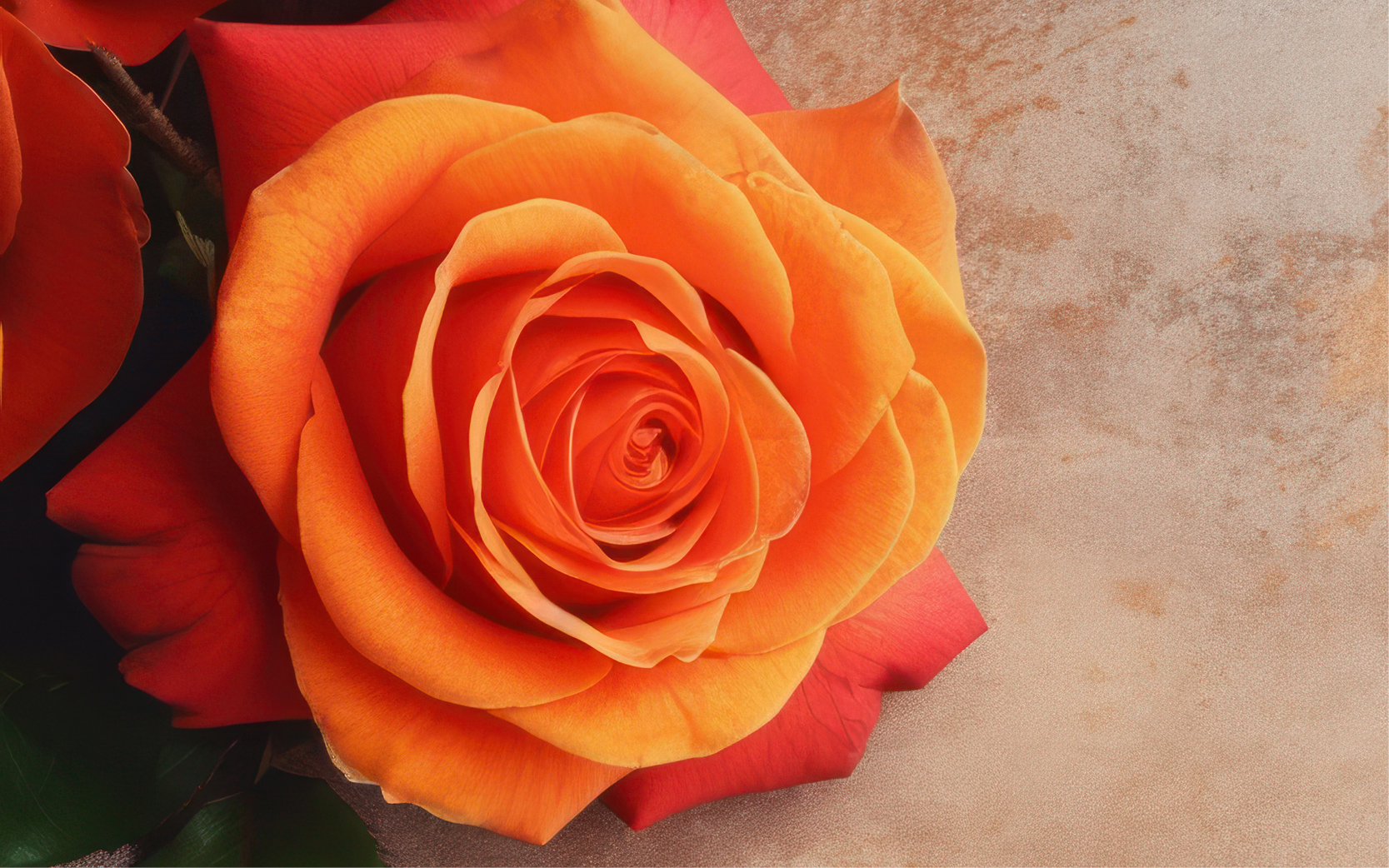 rosenangebot_Titelbild